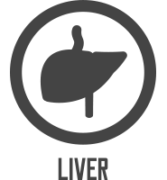 Liver